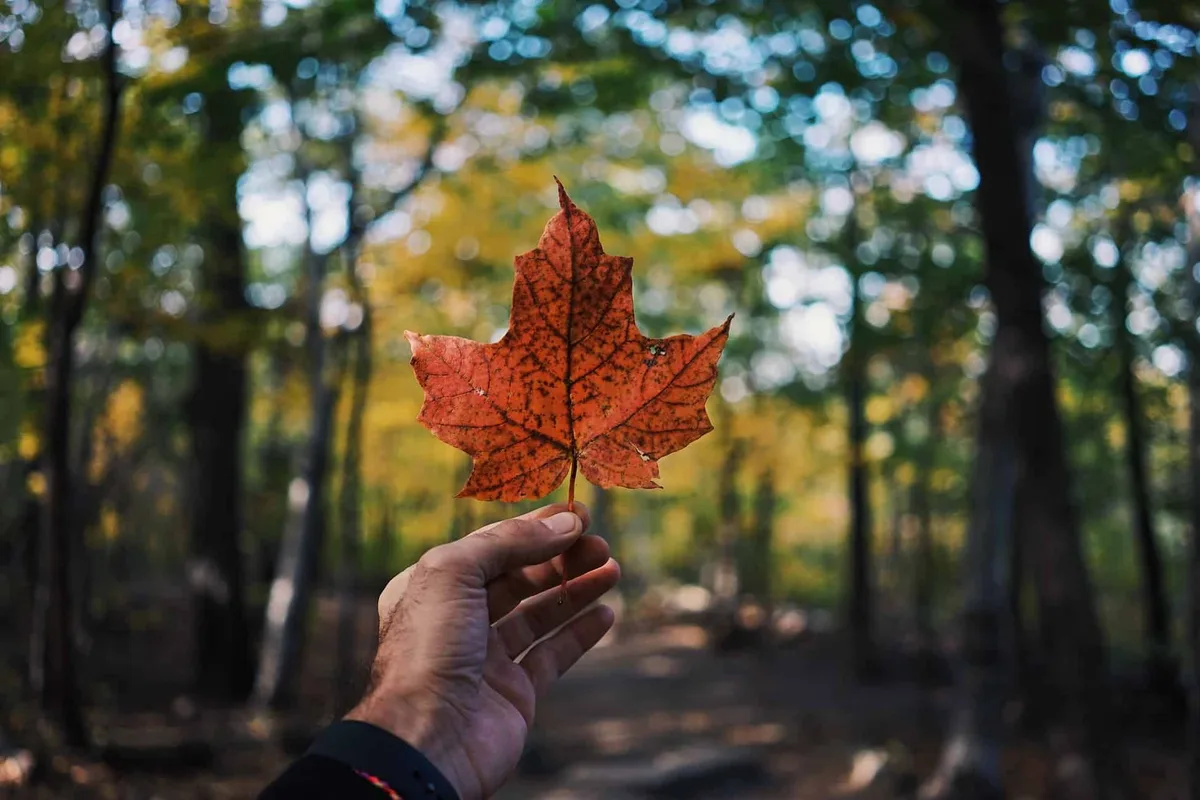 Leaf of Canada